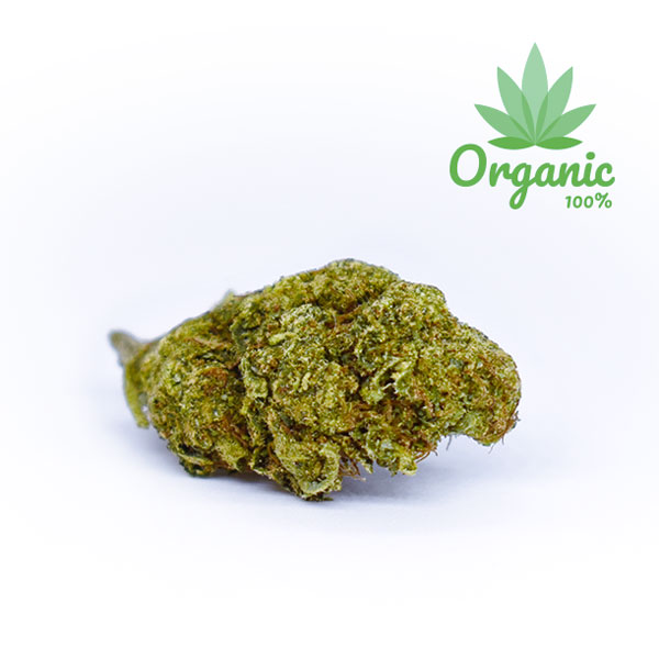 Gorilla | Green House