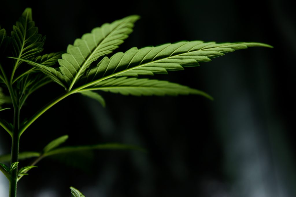 Le Riff - CBD Cannabis - Photo Gallery