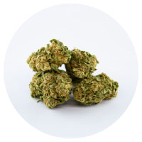 Fleurs de Cannabis CBD Suisse Arlequin LeRiff INDOOR