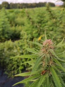 Le destockage de produits CBD peut présenter des avantages pour les consommateurs. Voici quelques-uns de ces avantages :
Prix attractifs : Les produits CBD en destockage peuvent être proposés à des prix avantageux, car ils sont souvent en fin de stock ou en fin de saison. Cela peut permettre aux consommateurs d'acheter des produits CBD de qualité à des prix plus abordables.
Possibilité de tester de nouveaux produits : Le destockage peut également être une occasion pour les consommateurs de tester de nouveaux produits CBD qu'ils n'auraient peut-être pas achetés à plein prix. Cela peut être particulièrement intéressant pour ceux qui cherchent à découvrir de nouveaux produits CBD sans se ruiner.
Bonnes affaires sur des produits de qualité : Bien que le prix soit souvent le principal avantage du destockage, il est important de noter que les produits proposés en destockage peuvent être de qualité égale à ceux proposés à plein prix. Cela peut permettre aux consommateurs de trouver des produits de qualité à des prix avantageux.
Disponibilité limitée : Les produits CBD en destockage sont souvent disponibles en quantités limitées, ce qui peut inciter les consommateurs à agir rapidement pour en profiter. Cela peut être un avantage pour ceux qui cherchent à acheter des produits CBD de qualité à un prix abordable avant qu'ils ne soient plus disponibles.
