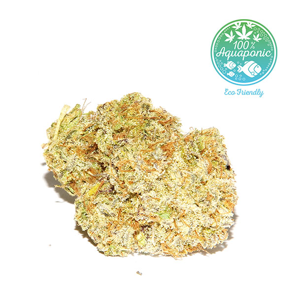 Lemon Haze | Acquaponica cbd